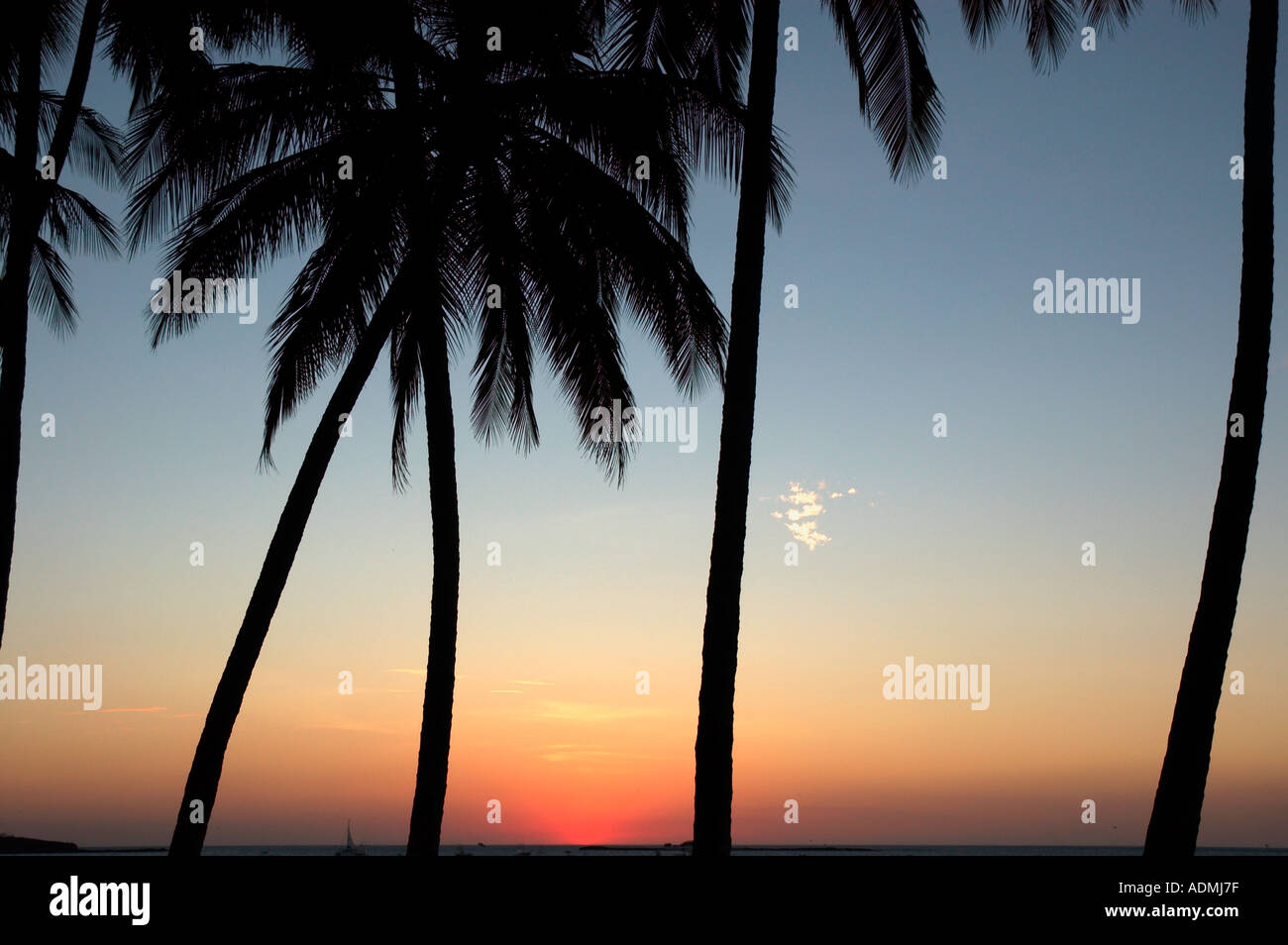 palm tree beach sunset Costa Rica Stock Photo