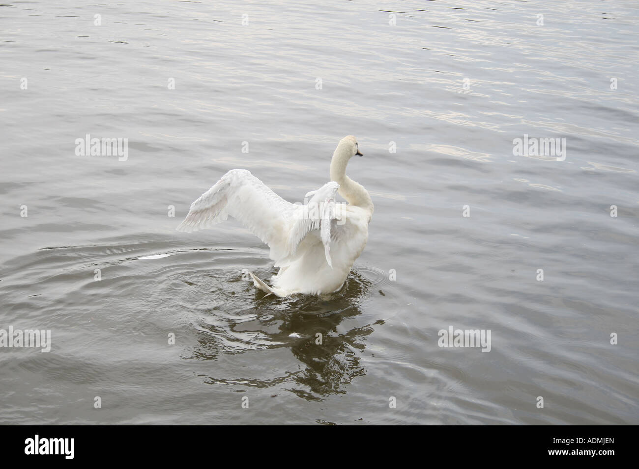 swan displaying Stock Photo
