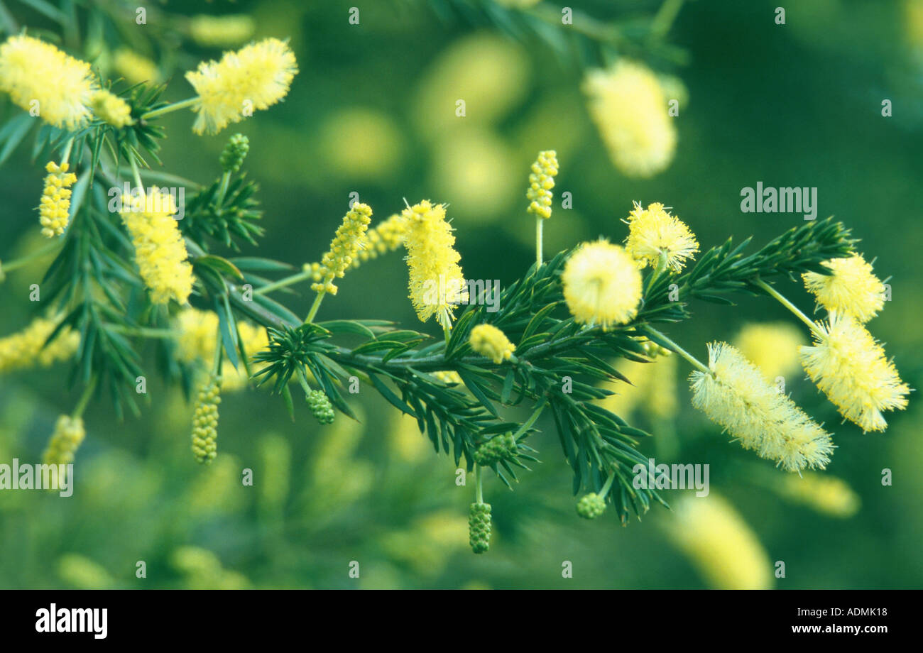 kanji bush (Acacia pyrifolia), blooming twig Stock Photo