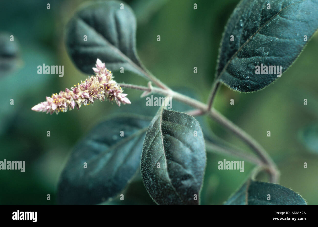 amaranth species (Aerva scandens), blossom Stock Photo