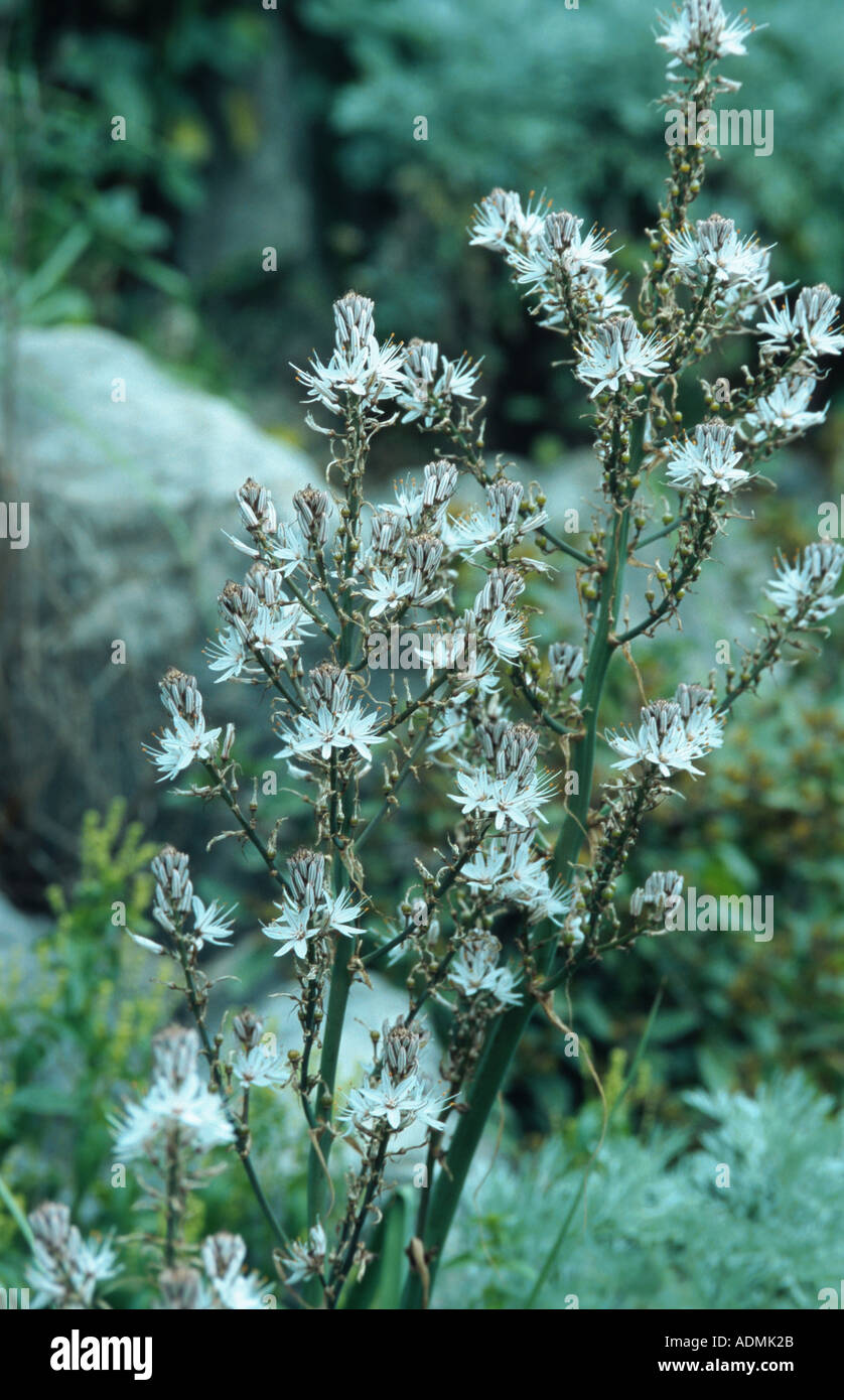 summer asphodel, common asphodel, tall asphodel (Asphodelus aestivus, Asphodelus microcarpus), blooming Stock Photo
