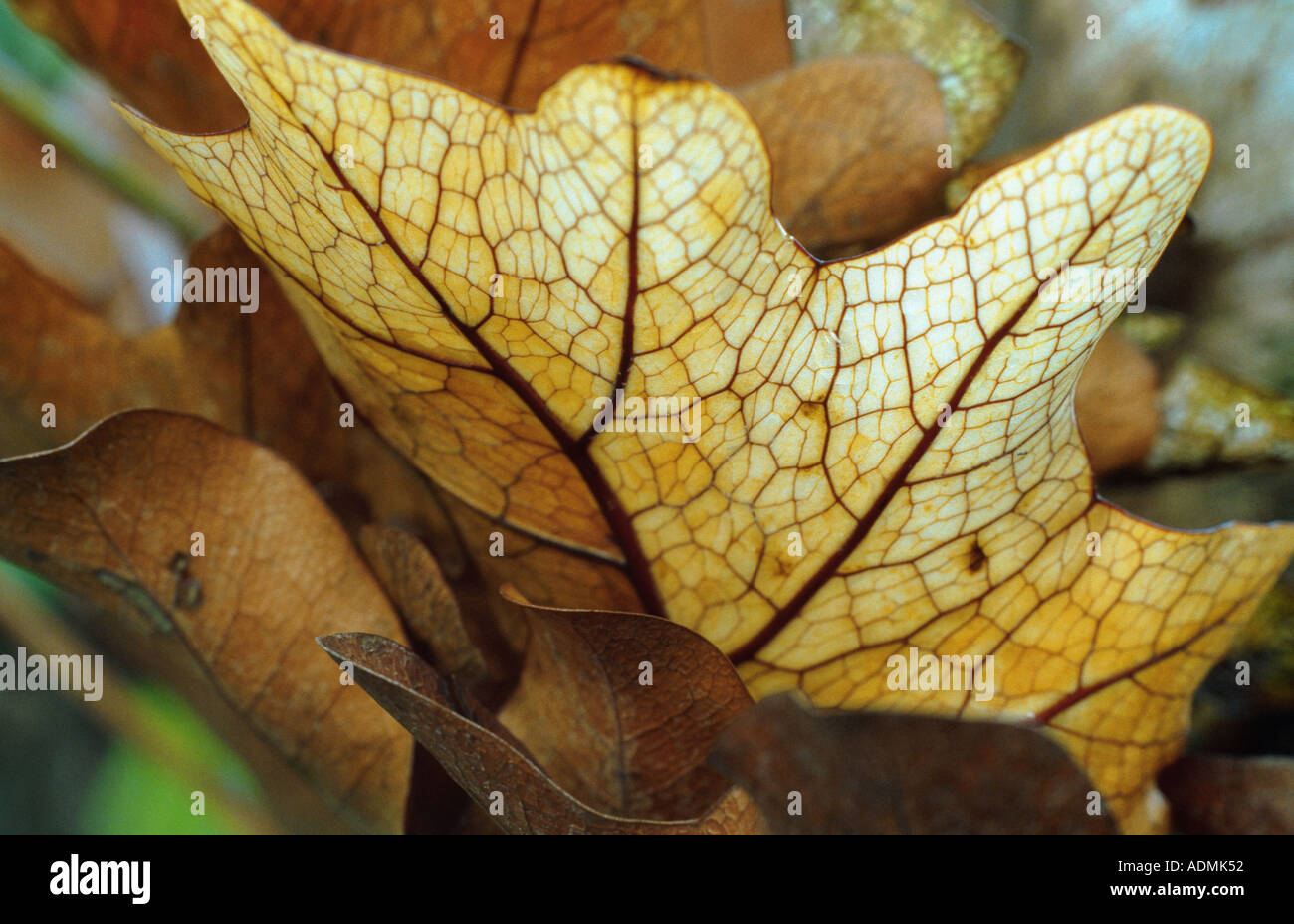 basket fern (Drynaria sparsisora), frond Stock Photo
