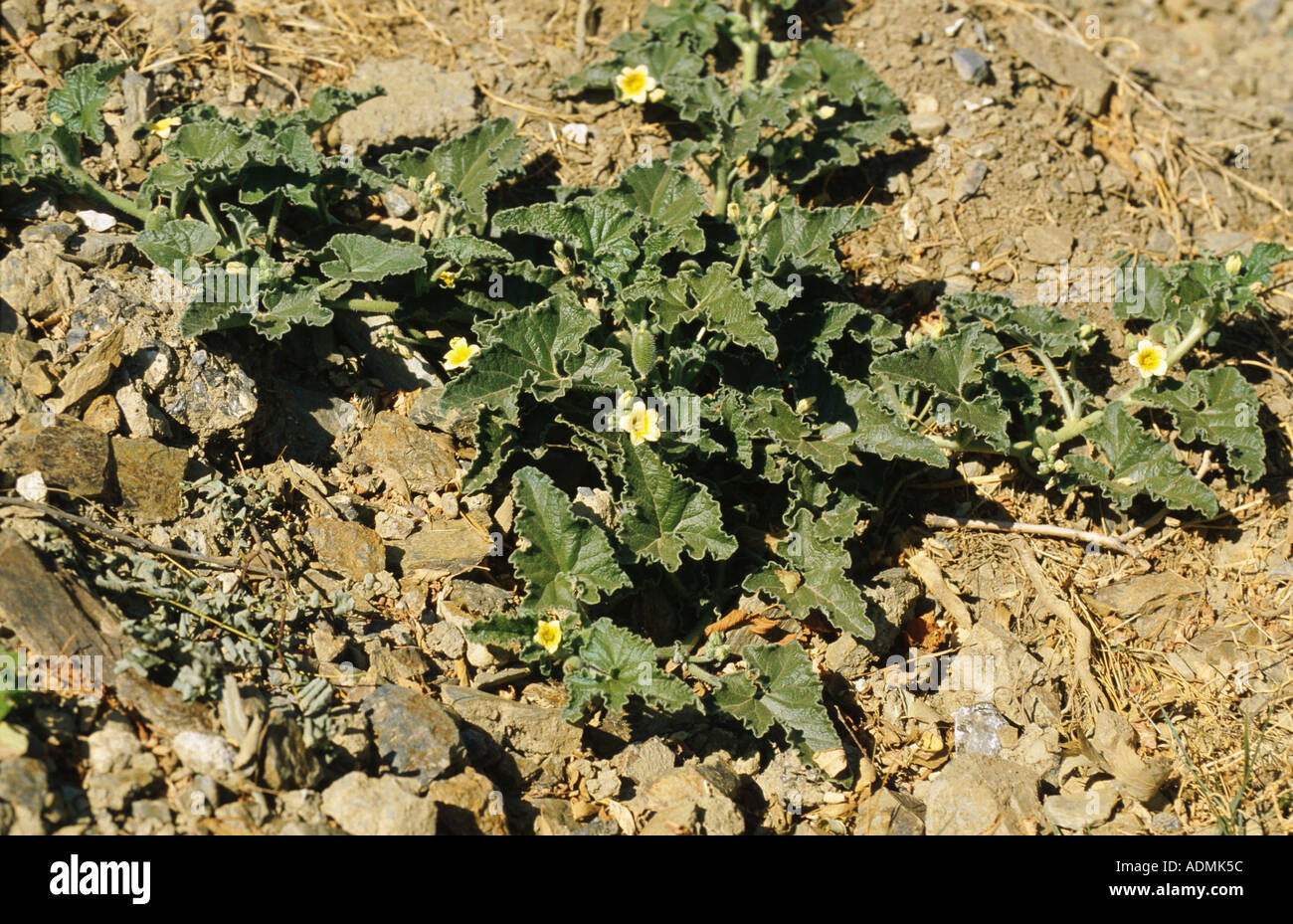 Poisonous gourd hires stock photography and images Alamy