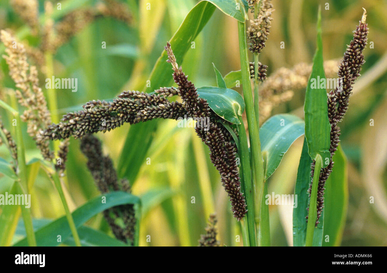 billion-dollar grass, japanesse barnyard millet, billion dollar grass sanwa millet (Echinochloa frumentacea), ears Stock Photo