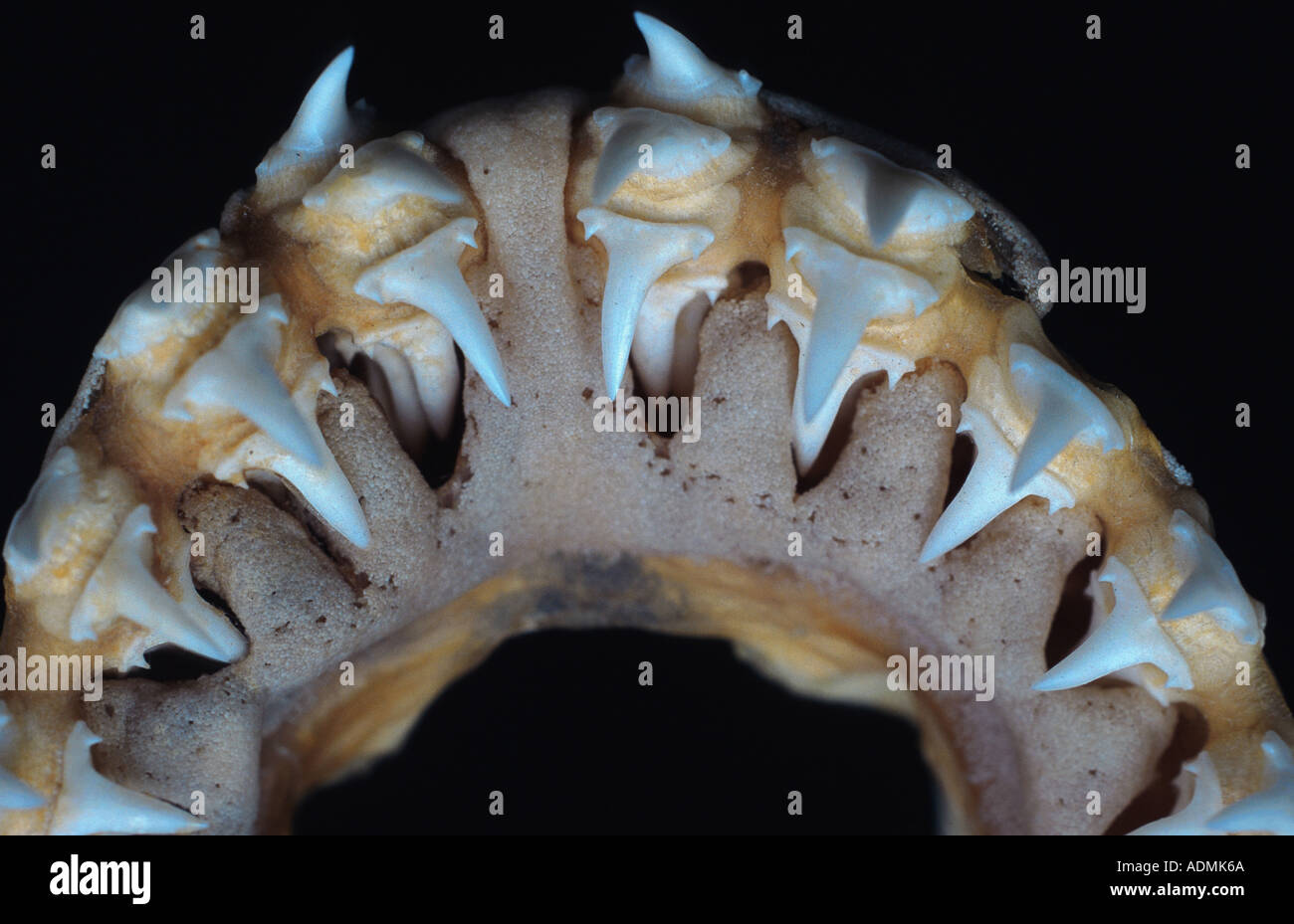 Porbeagle shark hi-res stock photography and images - Alamy
