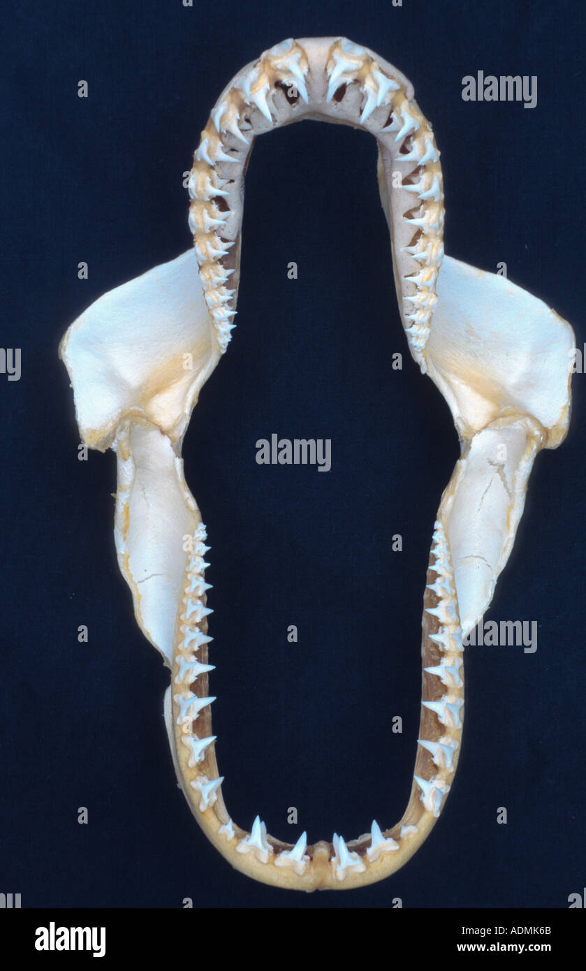 porbeagle, mackerel shark (Lamna nasus), teeth Stock Photo - Alamy