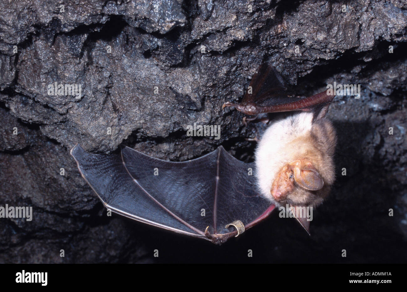 greater mouse-eared bat (Myotis myotis), ringed bat, snarling and ...