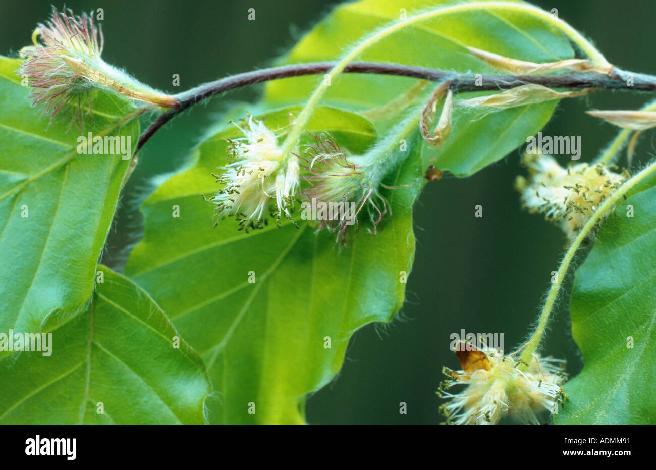 common beech (Fagus sylvatica), male and female blossoms Stock Photo