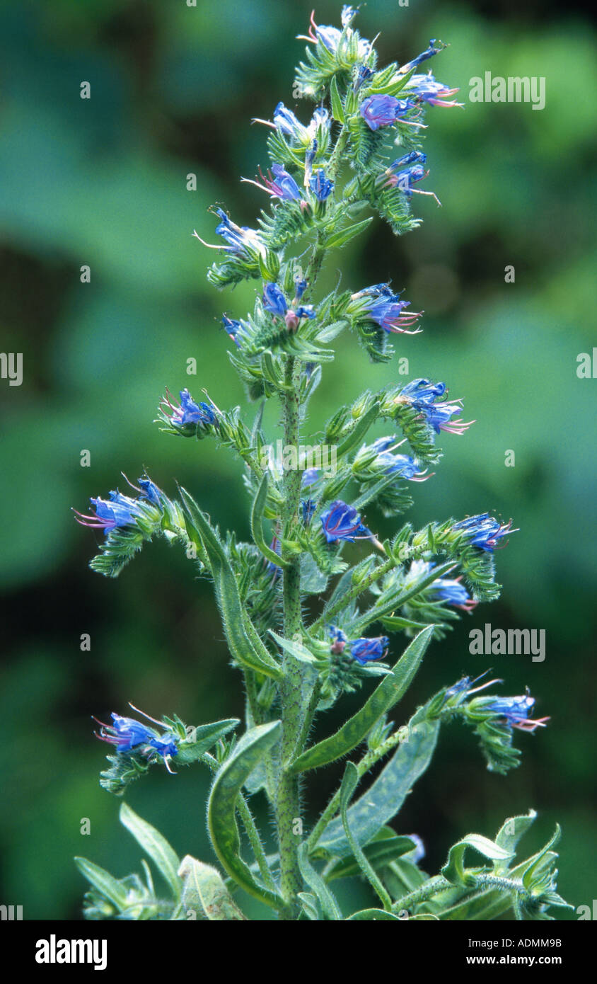 blueweed, blue devil, viper's bugloss, common viper's-bugloss (Echium vulgare), inflorescence Stock Photo
