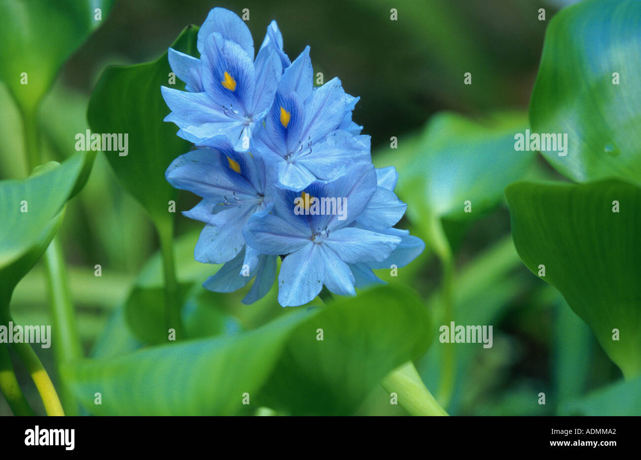 waterhyacinth, common water-hyacinth (Eichhornia crassipes), blooming Stock Photo