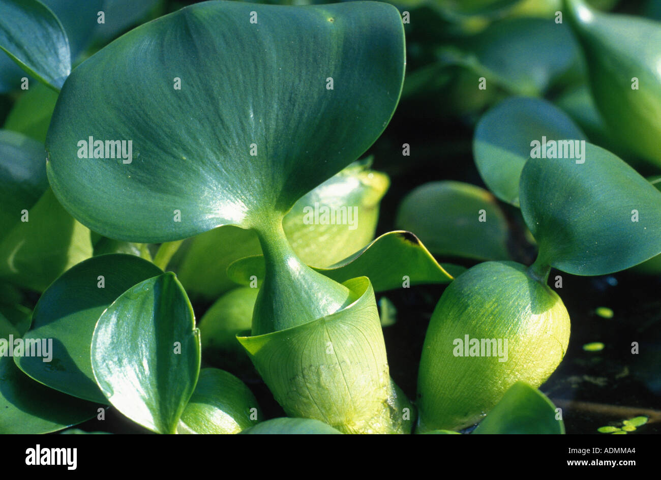 waterhyacinth, common water-hyacinth (Eichhornia crassipes), leaves Stock Photo