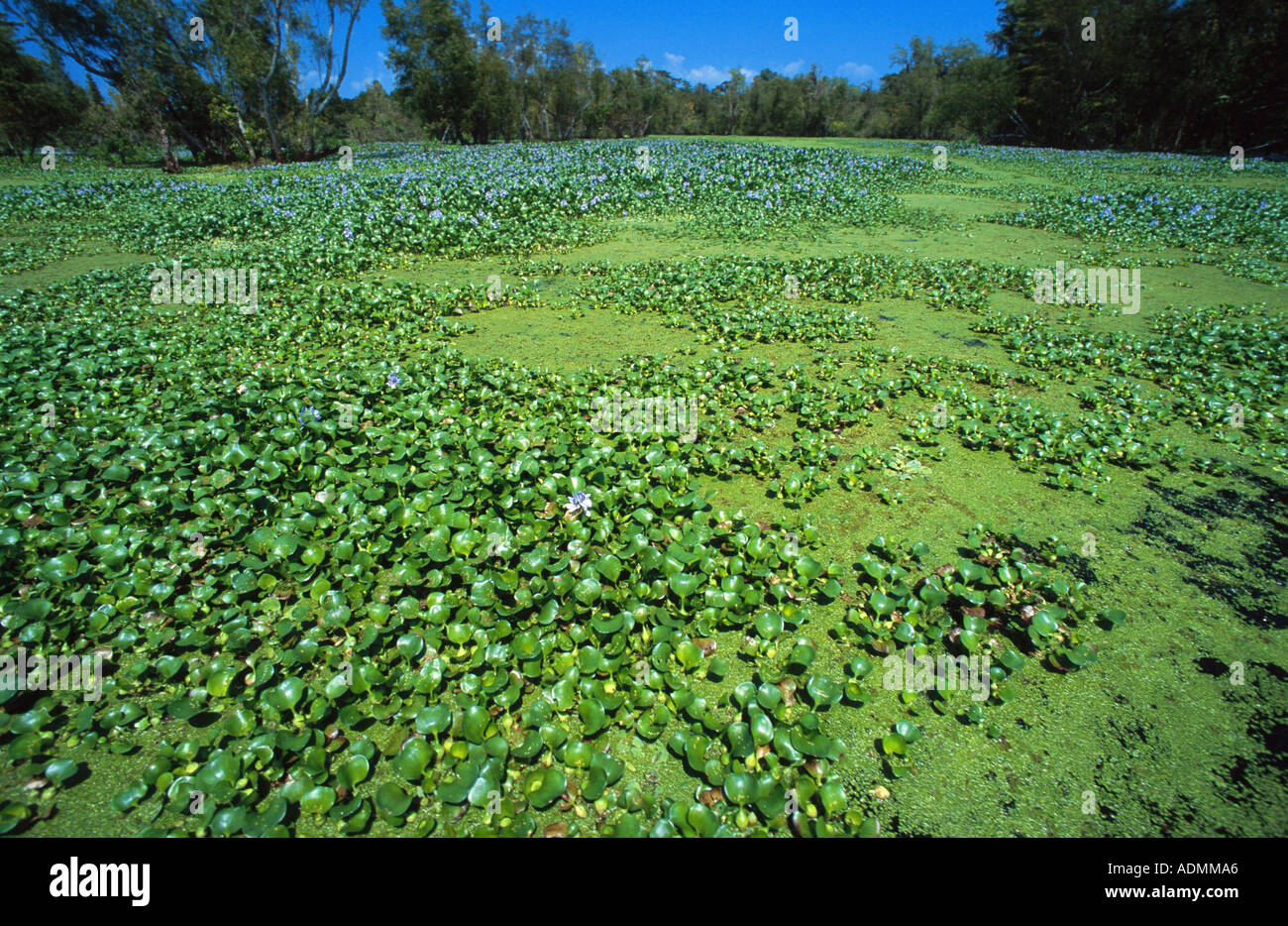 waterhyacinth, common water-hyacinth (Eichhornia crassipes), covering the whole surface of a pond Stock Photo