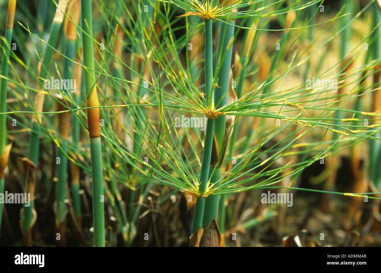 reed (Elegia verticillaris), sprout Stock Photo
