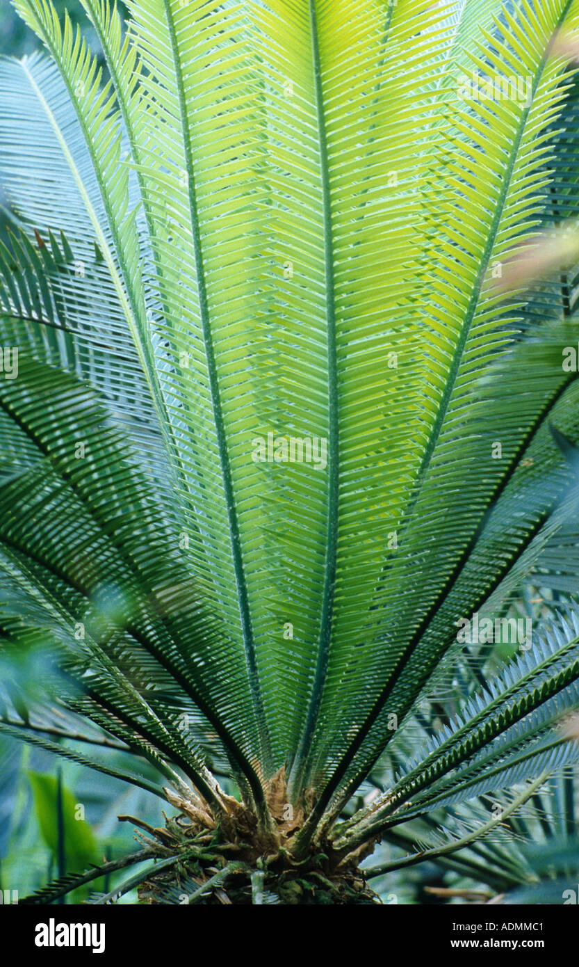 Xhosa (Encephalartos villosus), leaves Stock Photo