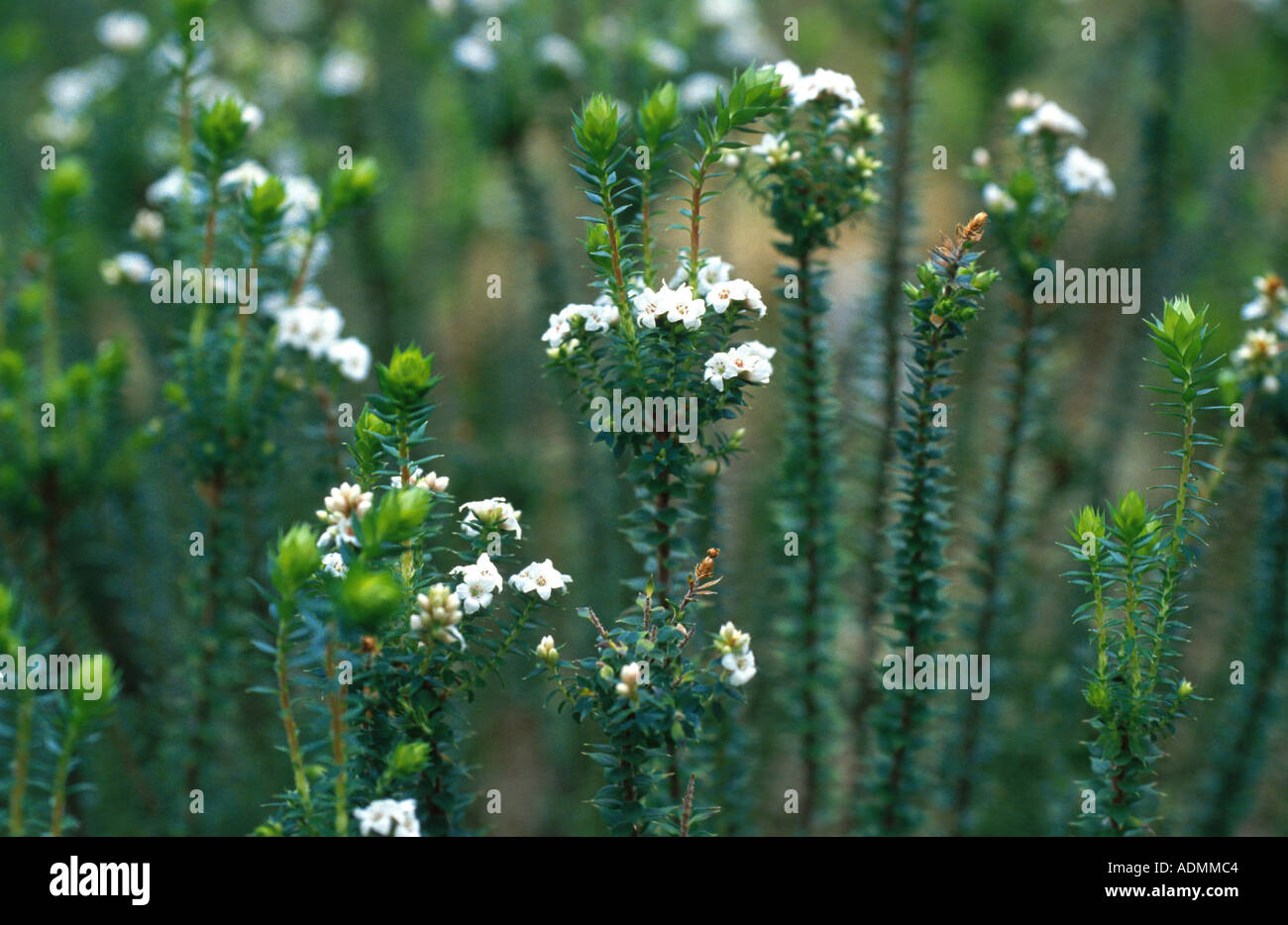 swamp heath (Epacris paludosa), blooming Stock Photo
