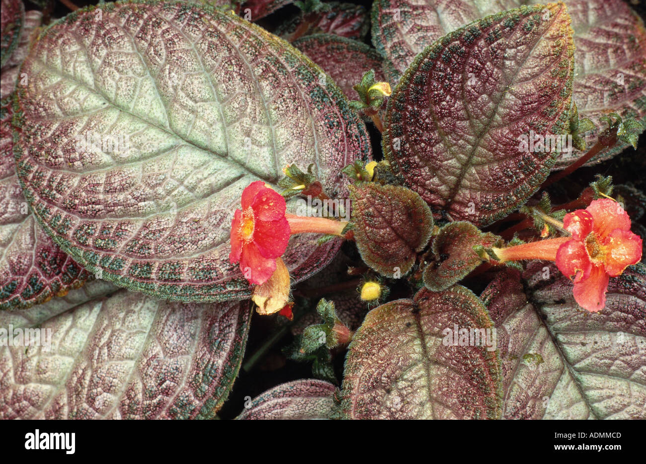 flame violet (Episcia cupreata), leaves and blossoms Stock Photo