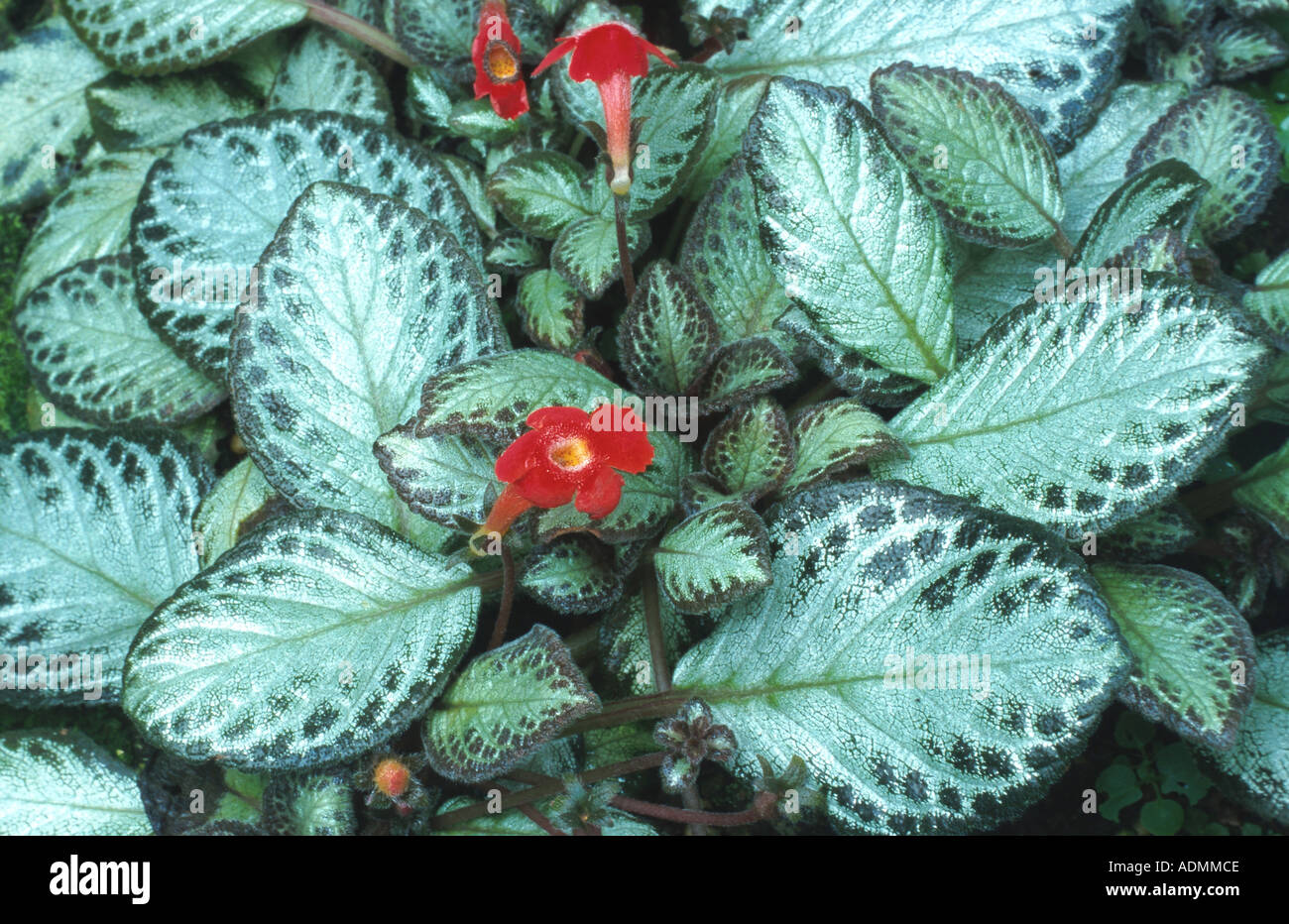 flame violet (Episcia cupreata), leaves and blossoms Stock Photo