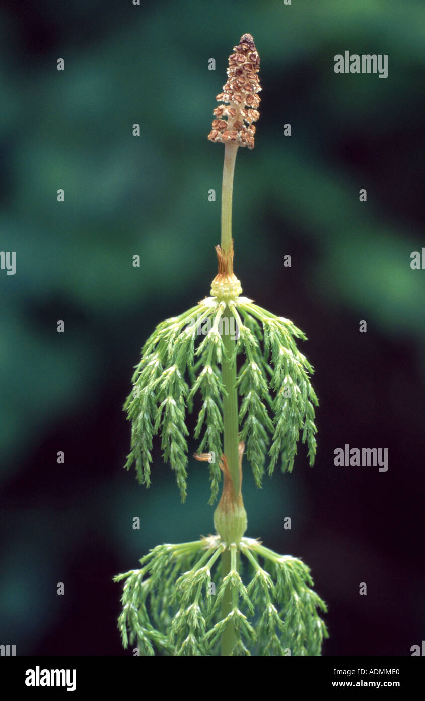 sylvan horsetail, wood horsetail, woodland horsetail (Equisetum sylvaticum), fertile sprout with conelike sporophyll Stock Photo