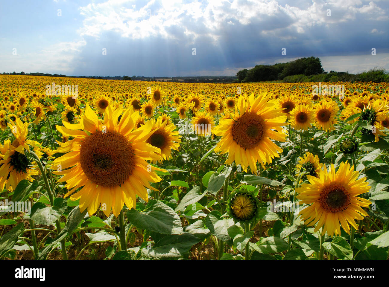 sunflower field, norfolk, england Stock Photo Alamy