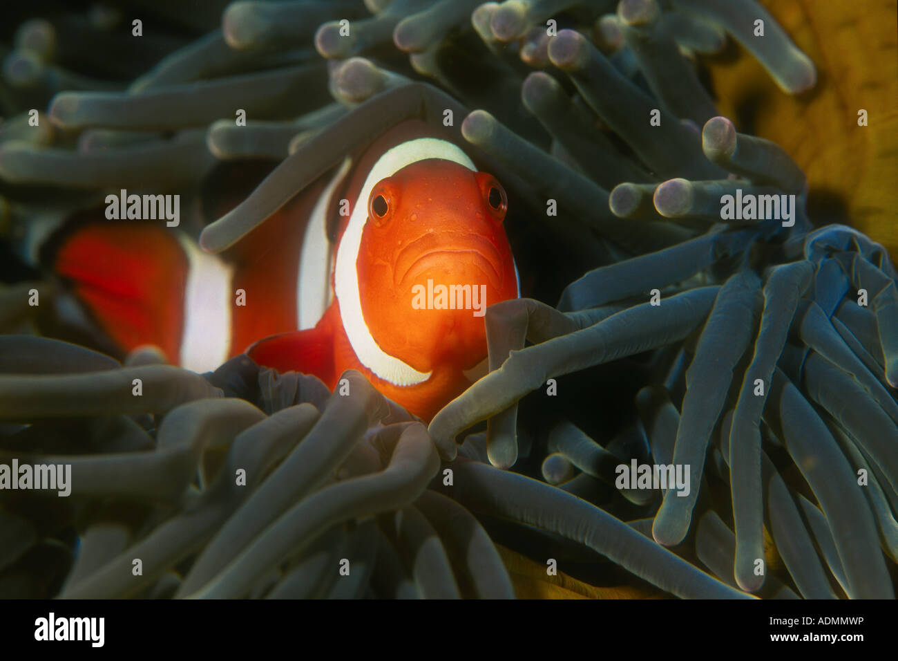 false-clownfish-hi-res-stock-photography-and-images-alamy
