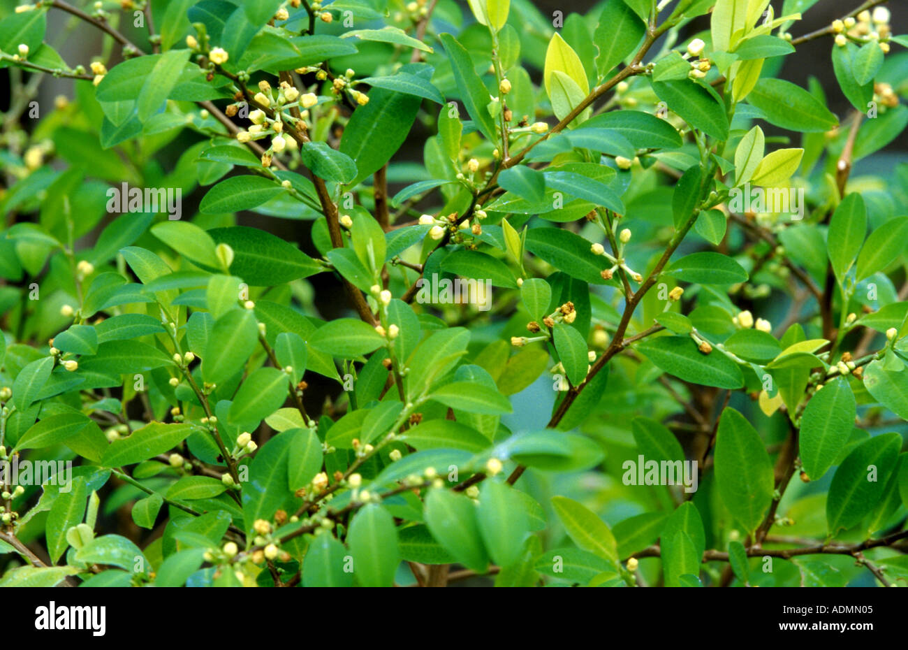 coca plant (Erythroxylon novogranatense, Erythroxylum novogranatense), twigs Stock Photo