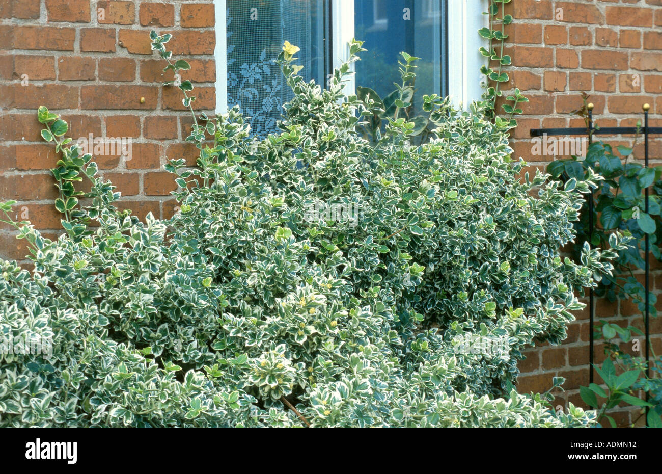 Silver Queen euonymus (Euonymus fortunei 'Silver Queen'), ornamental shrub  before house wall Stock Photo - Alamy