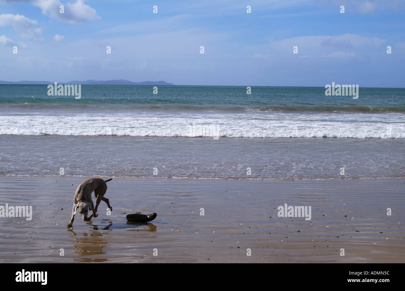 Dog on Beach Stock Photo