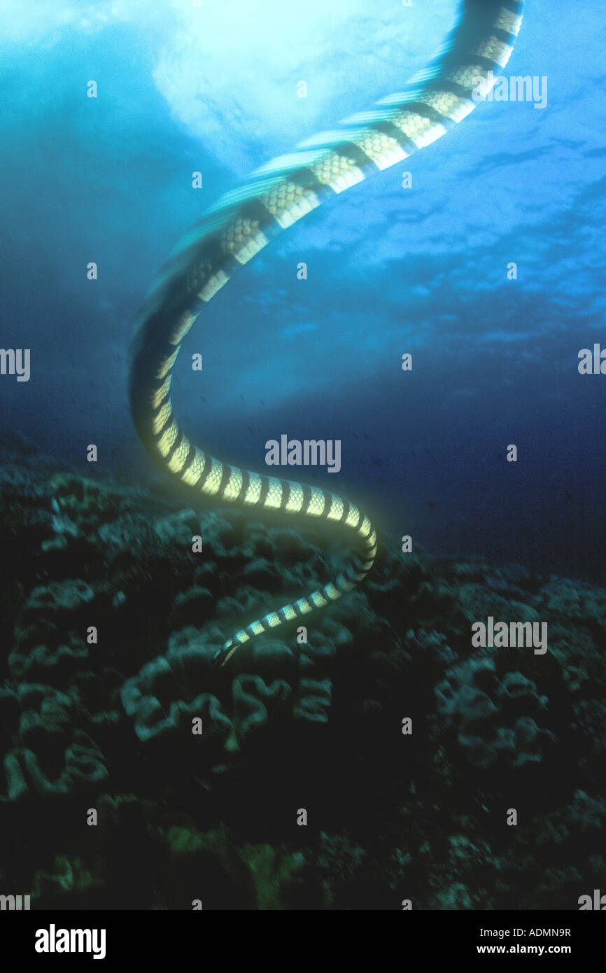 A Banded sea snake swims towards its hunting grounds on a coral reef in the Indo-West Pacific region. Stock Photo