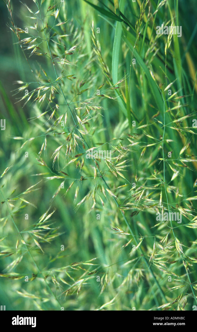 yellow oat-grass, yellow oats (Trisetum flavescens), blooming Stock Photo