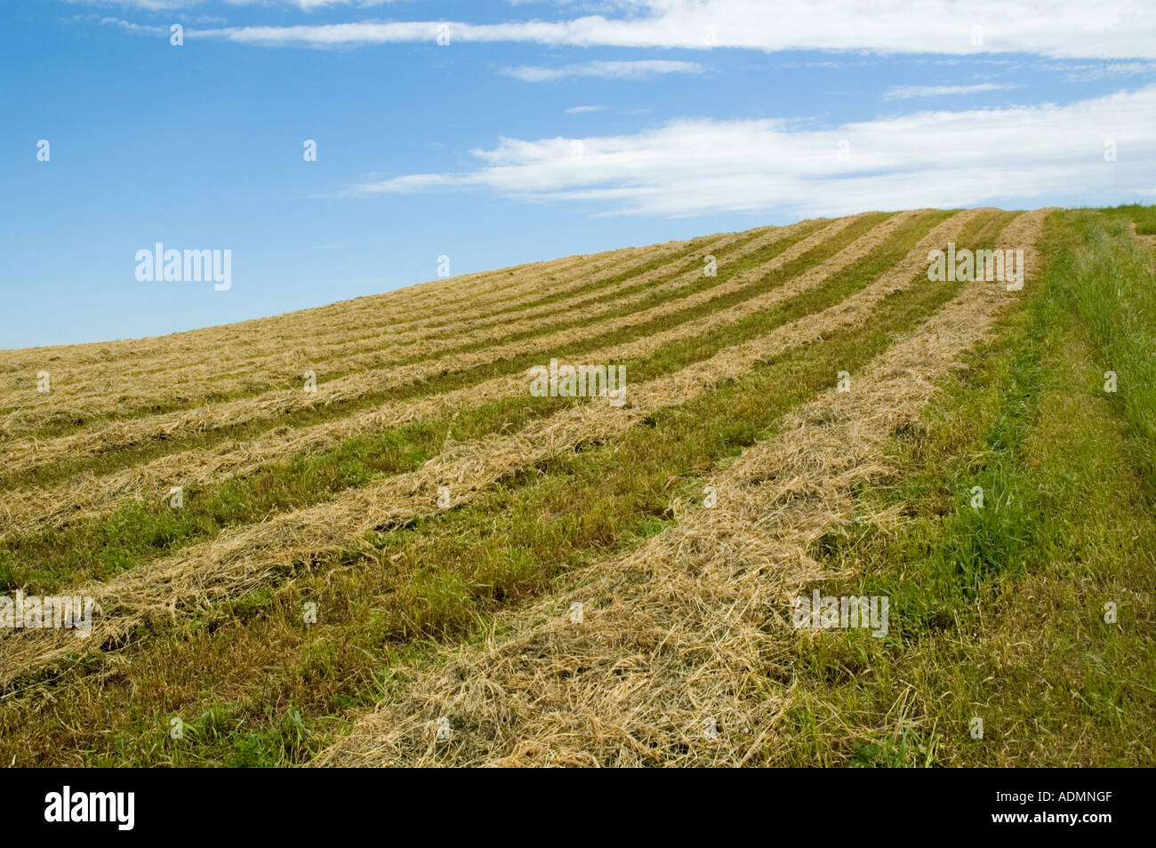 Rows of cut crop ready for harvest Stock Photo Alamy