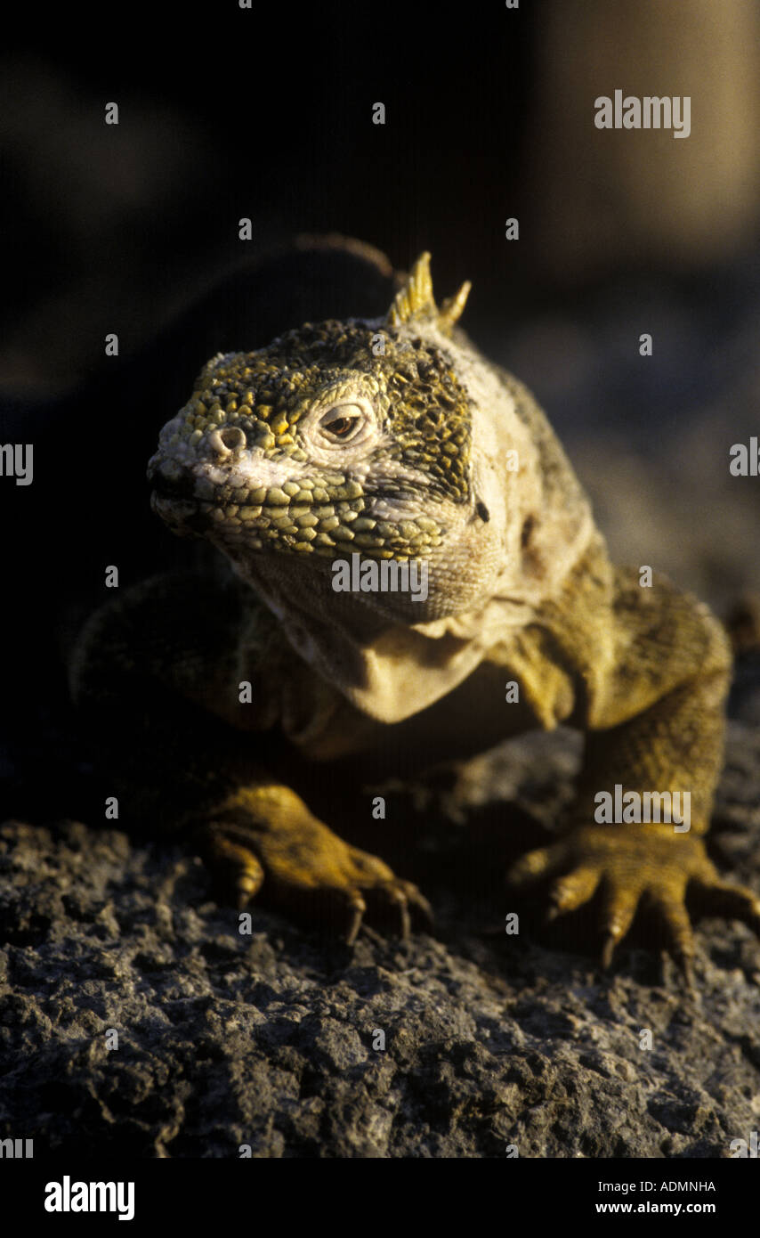 Lizard on the galapagos islands Stock Photo - Alamy