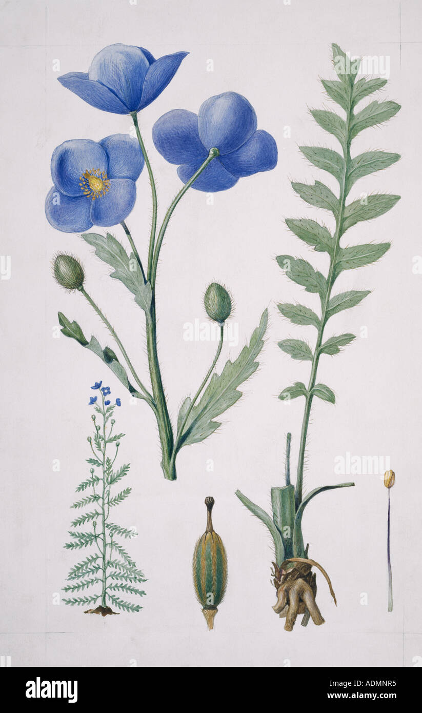 Meconopsis napaulensis blue poppy Stock Photo