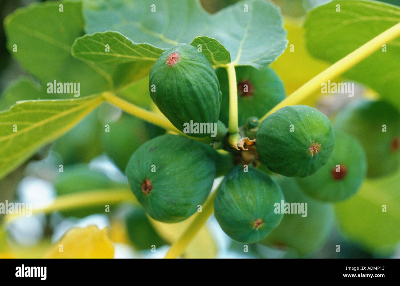 edible fig, common fig (Ficus carica), infrutescences, figs Stock Photo