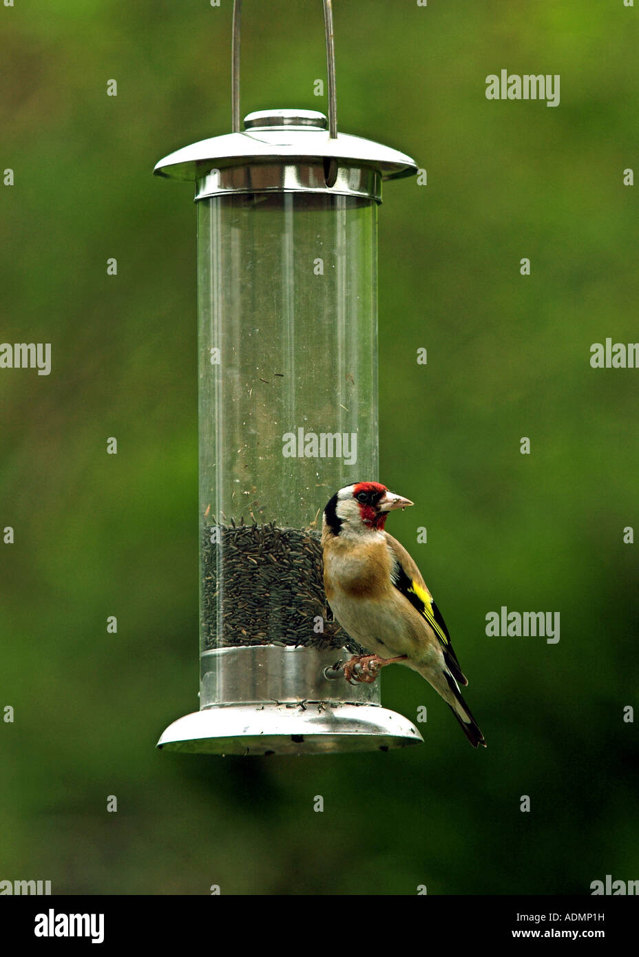 Goldfinch On Garden Bird Feeder Containing Niger Seed Stock Photo