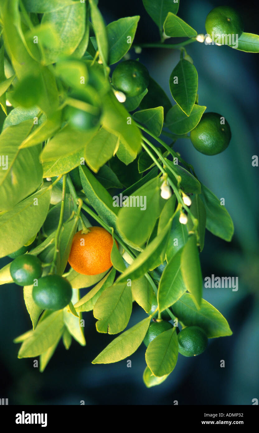 swingle, round kumquat (Fortunella japonica), twig with fruits Stock Photo