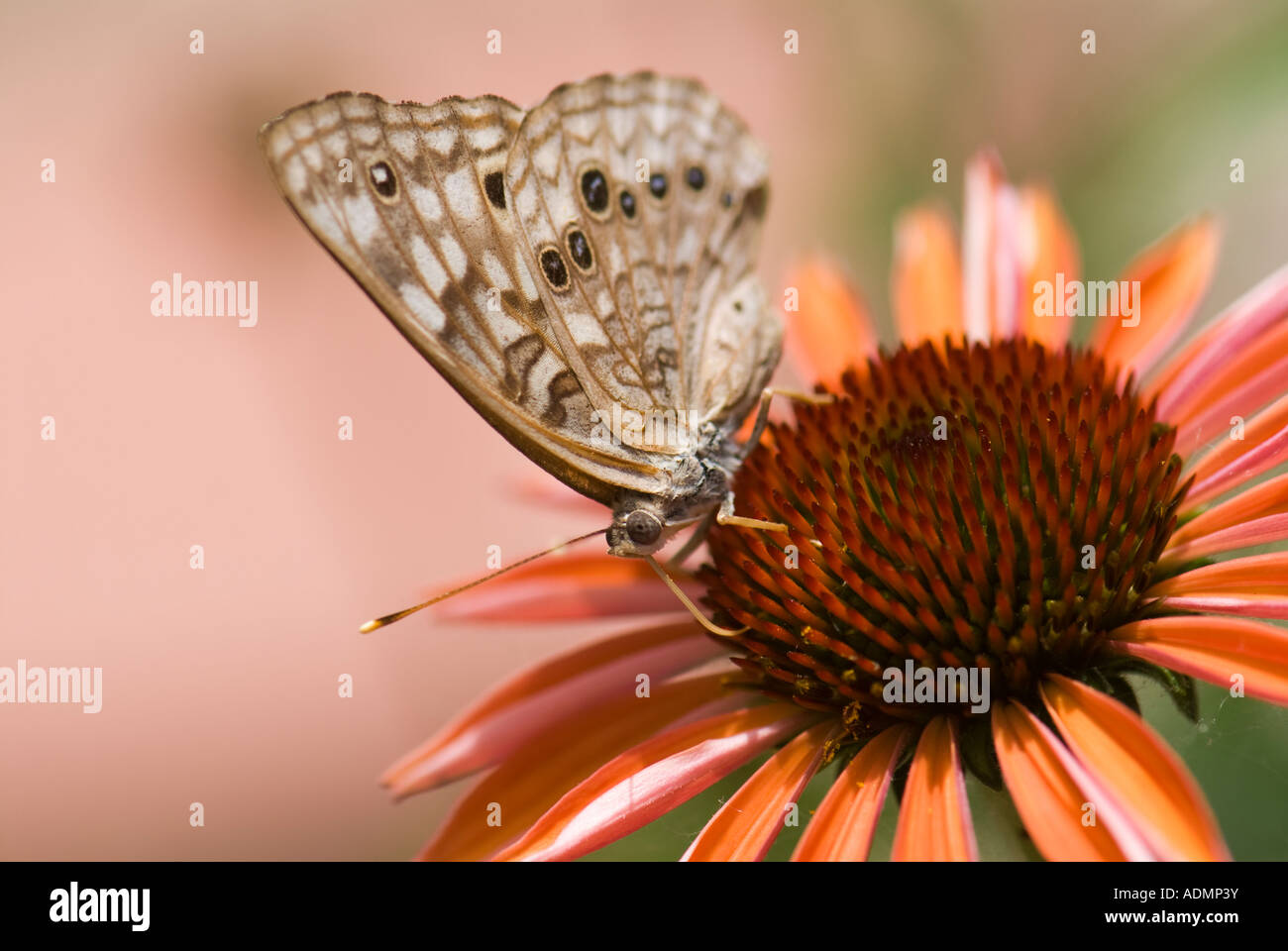 Hackberry Emperor Butterfly, Asterocampa celtis, on echinacea. Oklahoma, USA. Stock Photo
