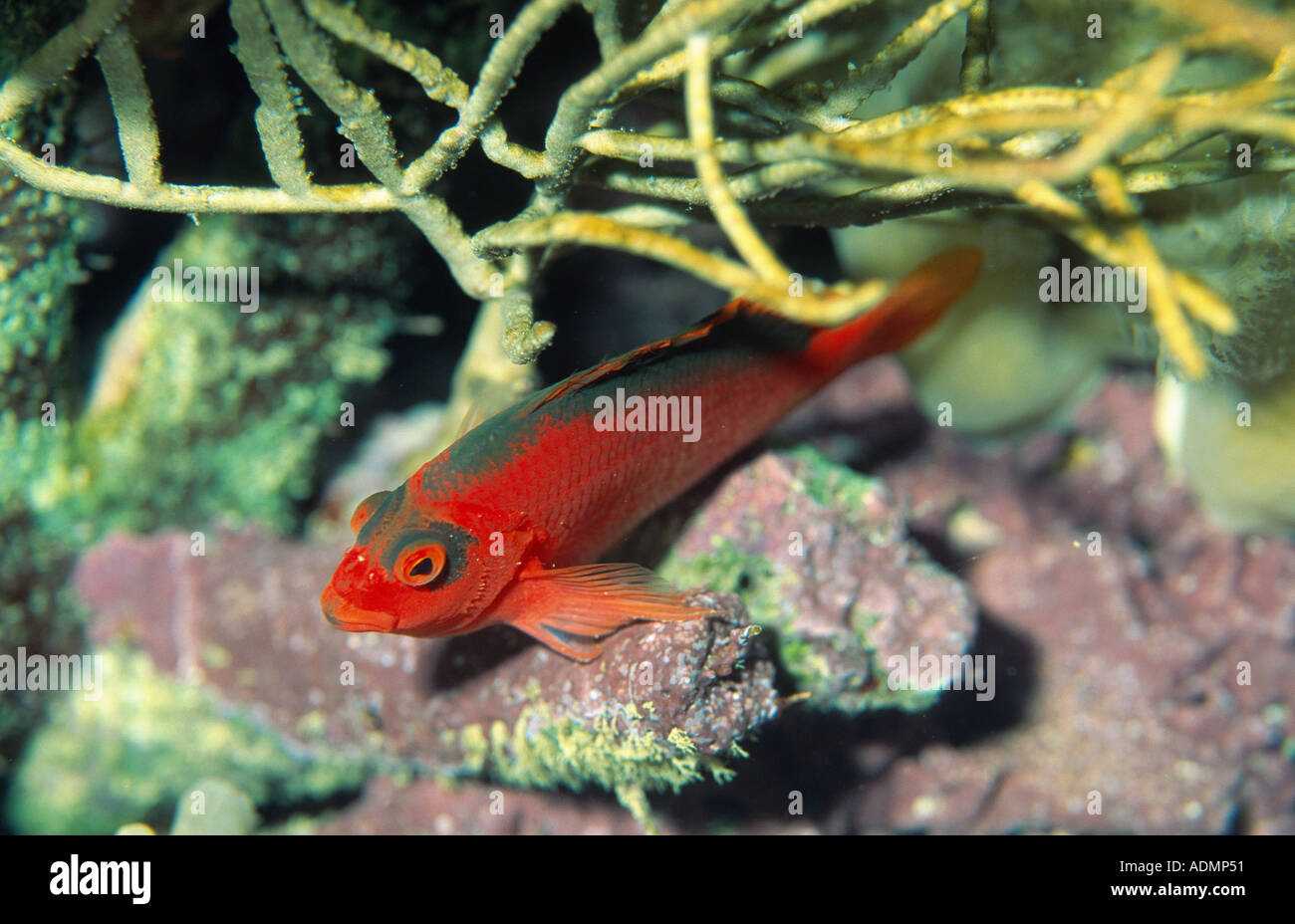 flame hawkfish, brilliant red hawkfish (Neocirrhites armatus) Stock Photo