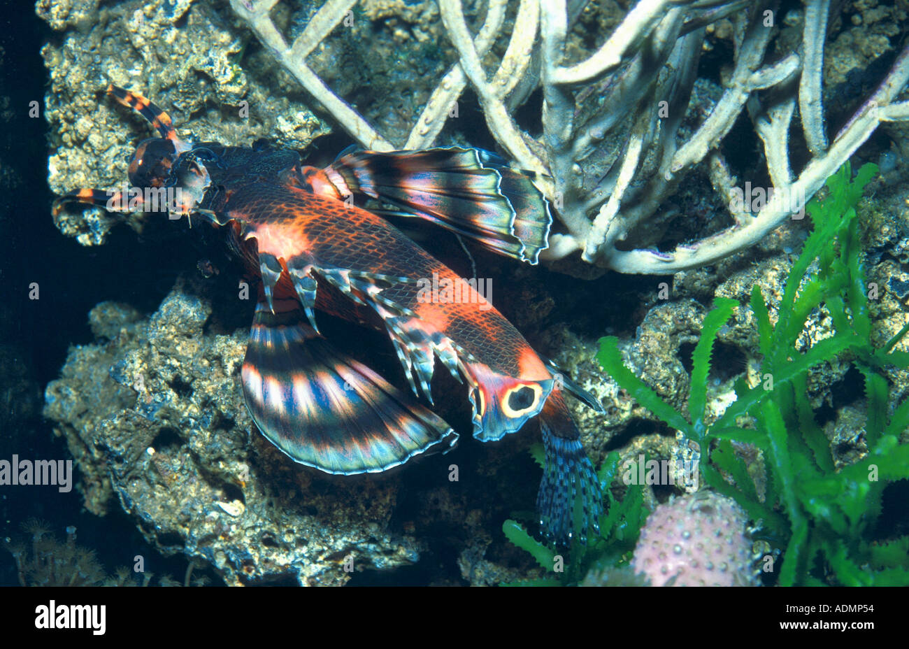 fu manchu lionfish (Dendrochirus biocellatus, Nemapterois biocellata) Stock Photo