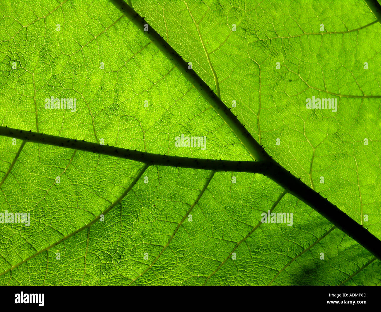 Back of a large green leaf showing veins and detail Stock Photo