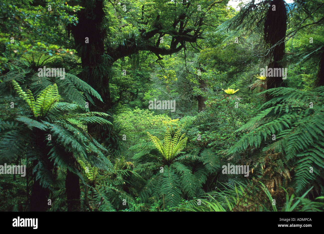 rainforest with tree ferns, New Zealand, Northern Island, Te Urewera NP Stock Photo