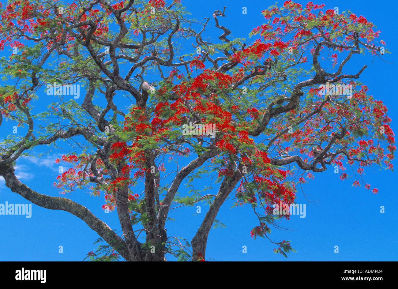 Australian flame tree (Brachychiton acerifolius, Sterculia acerifolia), blooming tree against blue sky, Cook Islands, Rarotonga Stock Photo