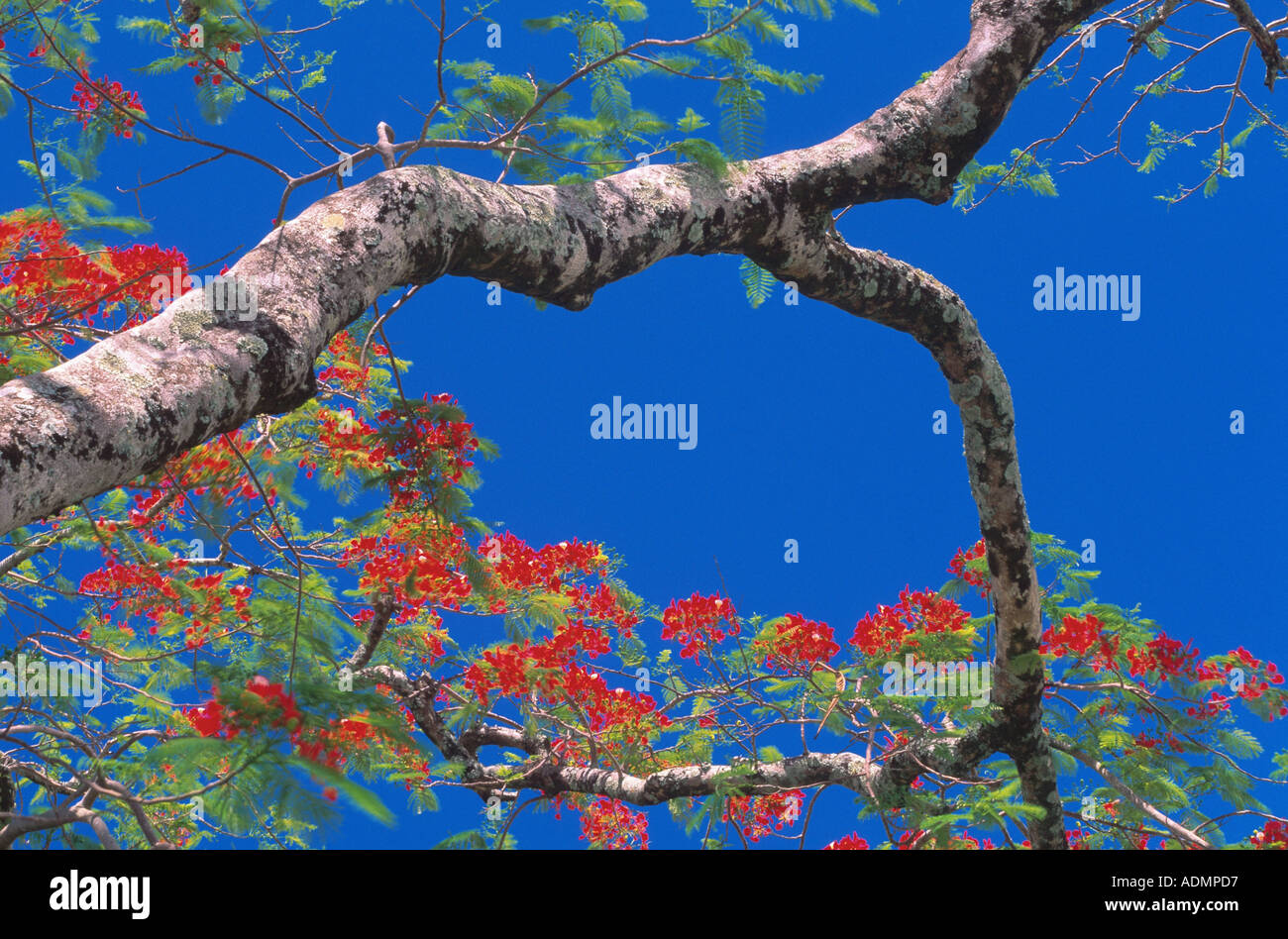 Australian flame tree (Brachychiton acerifolius, Sterculia acerifolia), blooming tree against blue sky, Cook Islands, Rarotonga Stock Photo