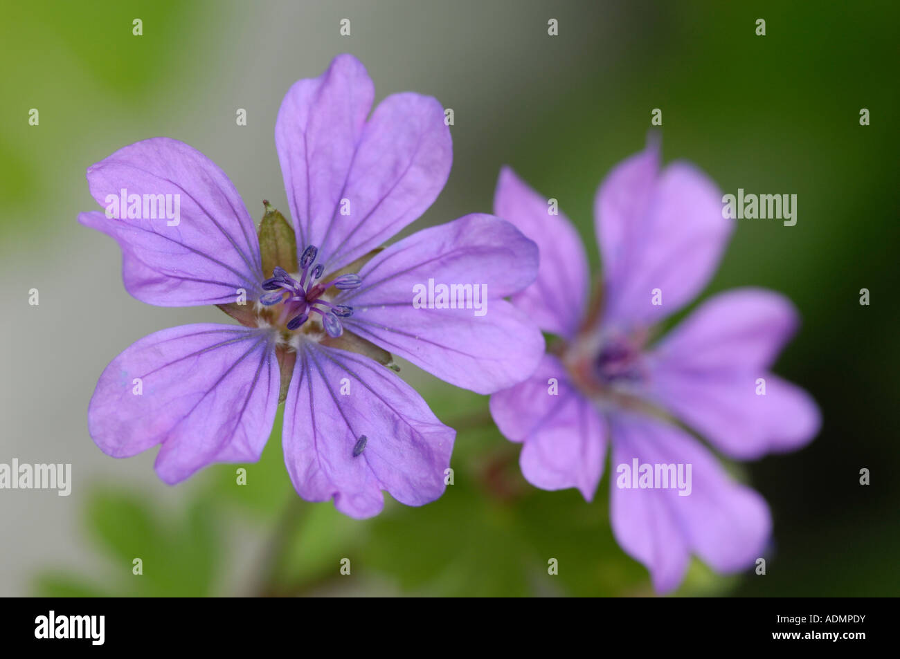 Hedgerow Crane's-bill, geranium pyrenaicum, seen in garden, Dumfries & Galloway, Scotland Stock Photo