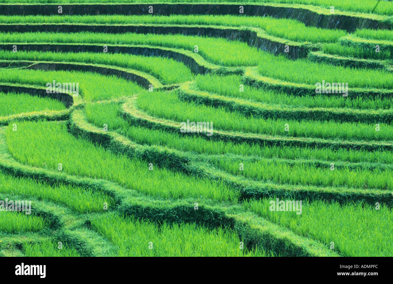 rice terraces, Indonesia, Bali, Antosari Stock Photo - Alamy