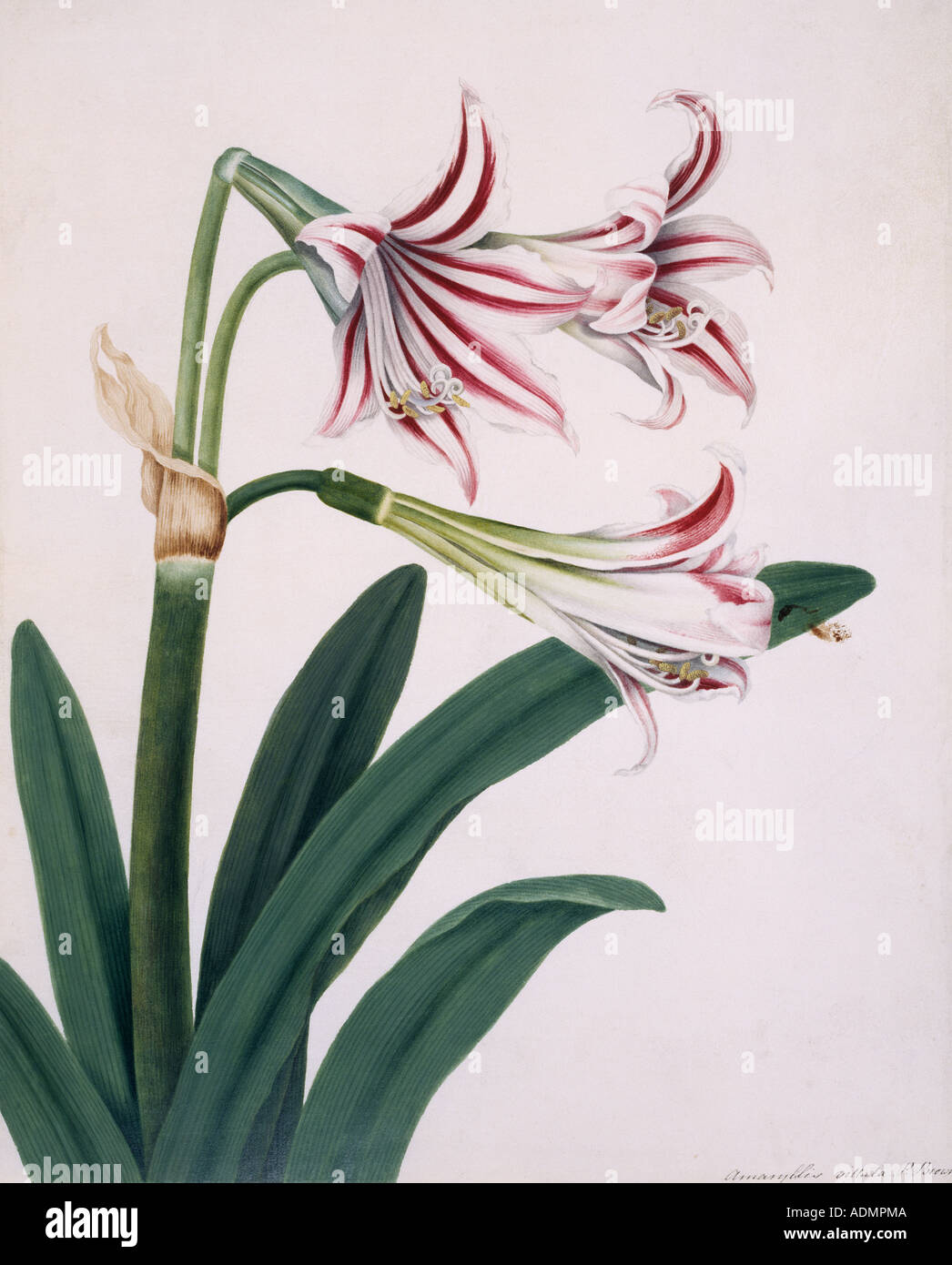 Amaryllis Vittata Hi Res Stock Photography And Images Alamy