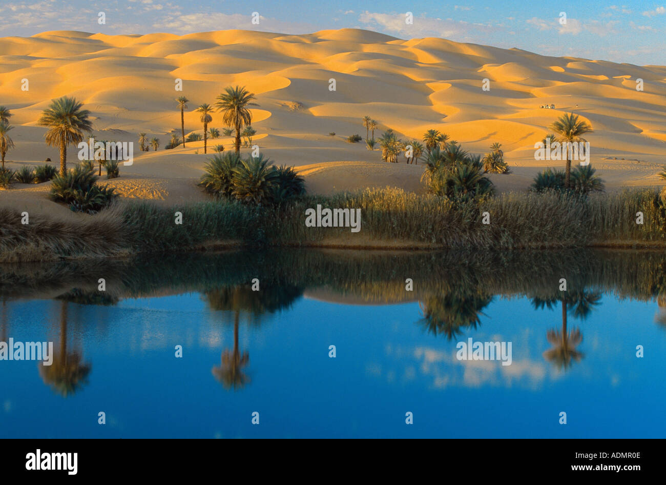 date palm (Phoenix dactylifera), Mandara lake Um El Ma (Mother of Water), the dunes coming up to the shores, Libya, Erg Ubari, Stock Photo