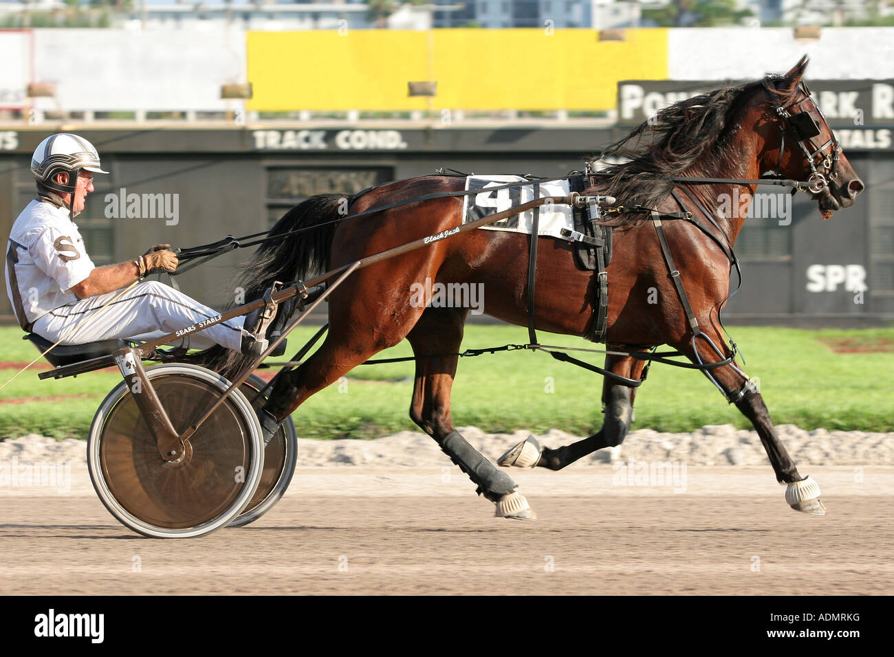 Harness racing horse and jockey Stock Photo Alamy