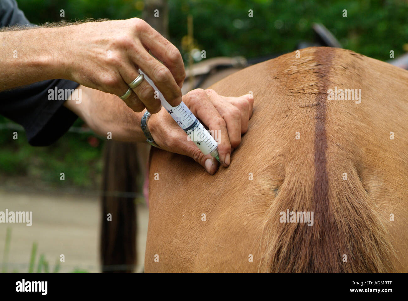 Country vet Giving injection to a horse Stock Photo - Alamy