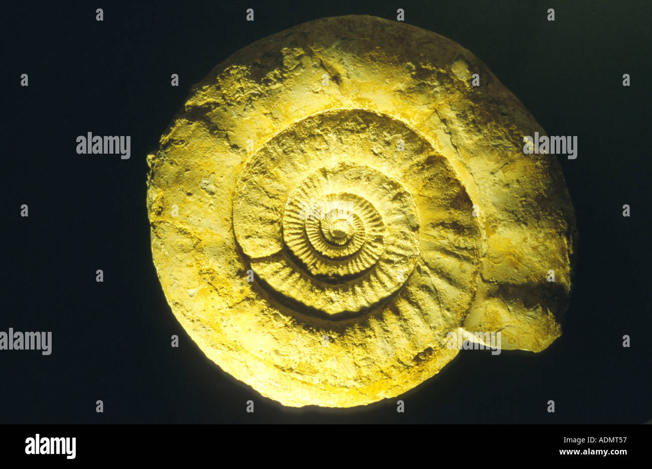 fossil ammonite (Lithospinctes sp.), Germany, Aug 98. Stock Photo