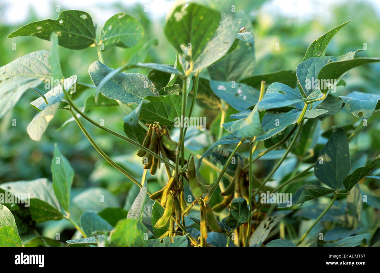 soybean, soy bean (Glycine max), leaves with pods Stock Photo Alamy